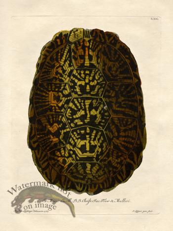 Trew Turtle Shell 21